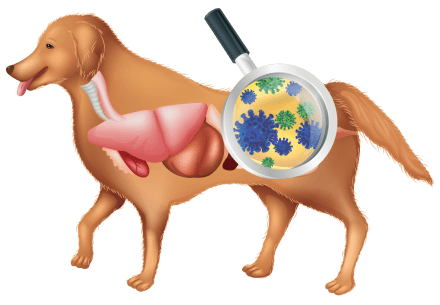 infección de la piel resistente a antibióticos en perros
