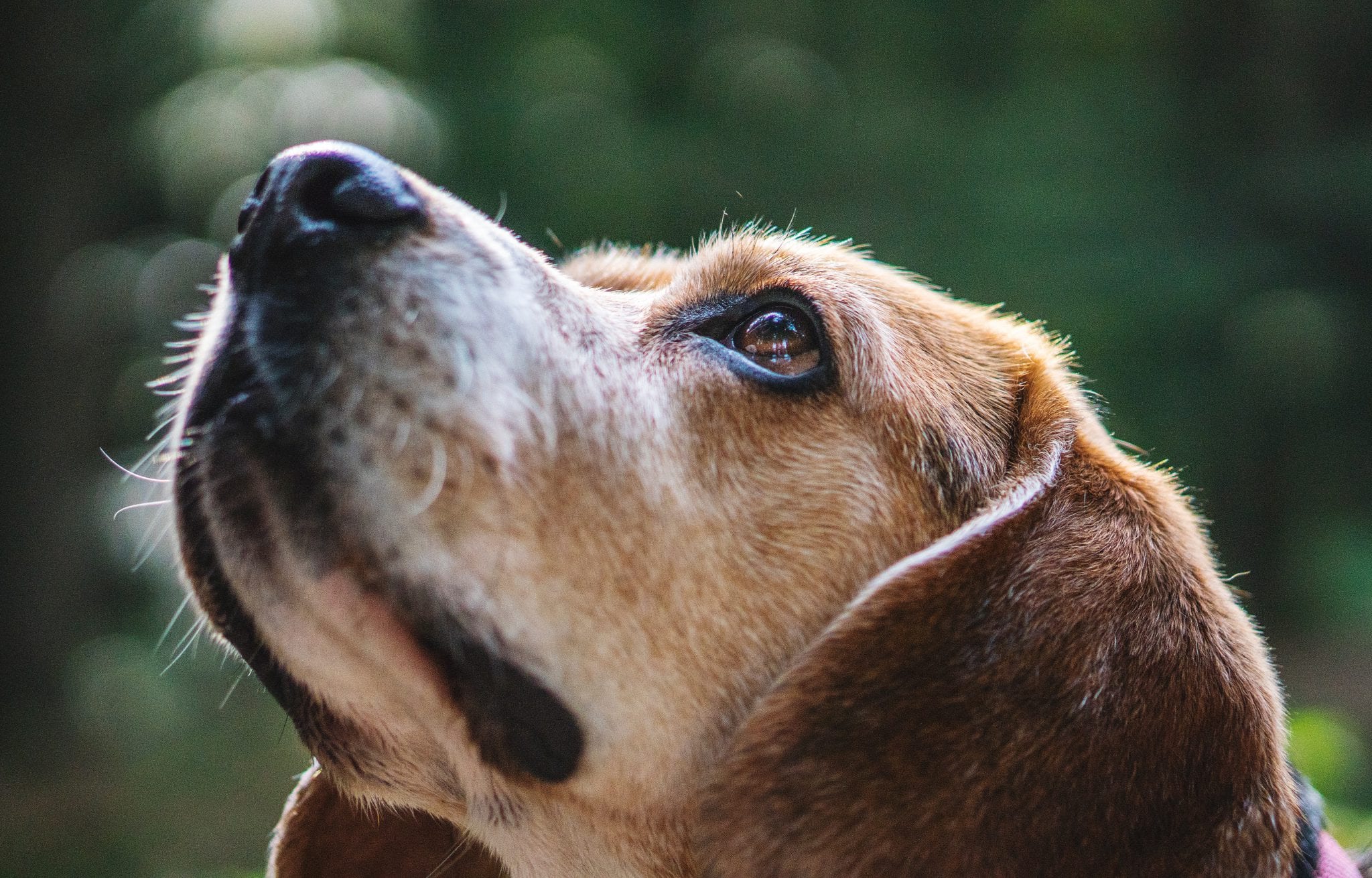 giardia resistente tratamiento perros